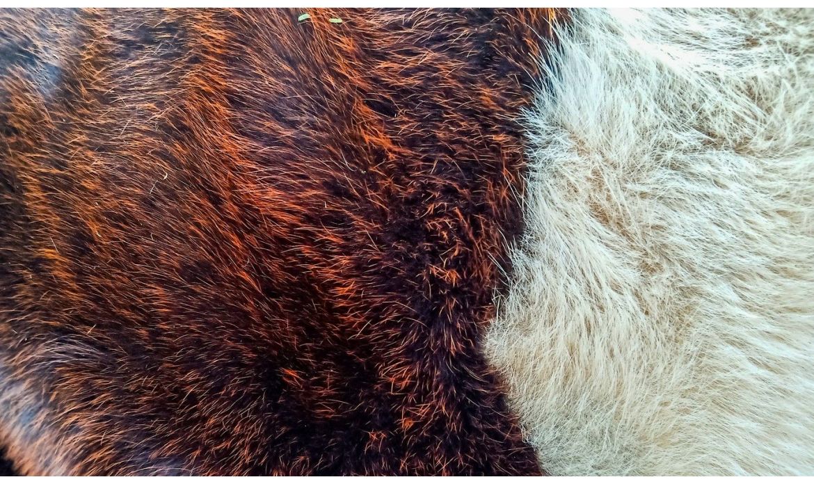 Z czego wynika popularność skór dekoracyjnych?